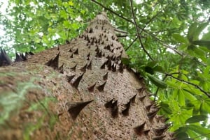 Zanzibar : Cours de cuisine traditionnelle à Zanzibar avec visite des épices