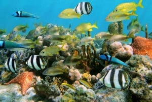 Zanzibar : Nagez avec les tortues marines à l'aquarium de Baraka, à Nungwi