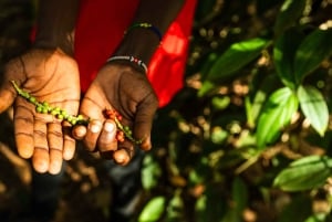 Zanzibar: Dagstur i Jozani-skogen, krydderfarm, natur og smak
