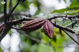 Zanzibar: Dagstur i Jozani-skogen, krydderfarm, natur og smak