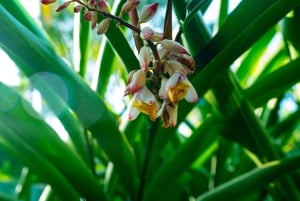 Zanzibar: Dagstur i Jozani-skogen, krydderfarm, natur og smak