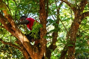 Zanzibar: Dagstur i Jozani-skogen, krydderfarm, natur og smak