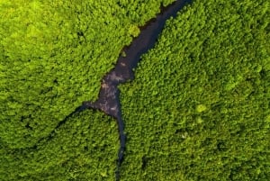Zanzibar: Dagstur i Jozani-skogen, krydderfarm, natur og smak