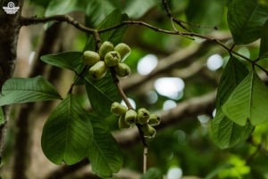 Zanzibar: Dagstur i Jozani-skogen, krydderfarm, natur og smak
