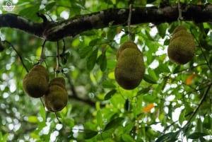Zanzibar: Dagstur i Jozani-skogen, krydderfarm, natur og smak