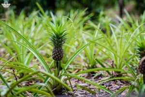 Zanzibar: Dagstur i Jozani-skogen, krydderfarm, natur og smak
