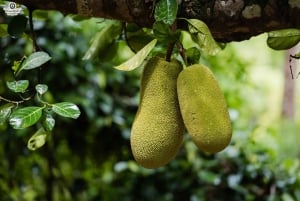 Zanzibar: Dagstur i Jozani-skogen, krydderfarm, natur og smak