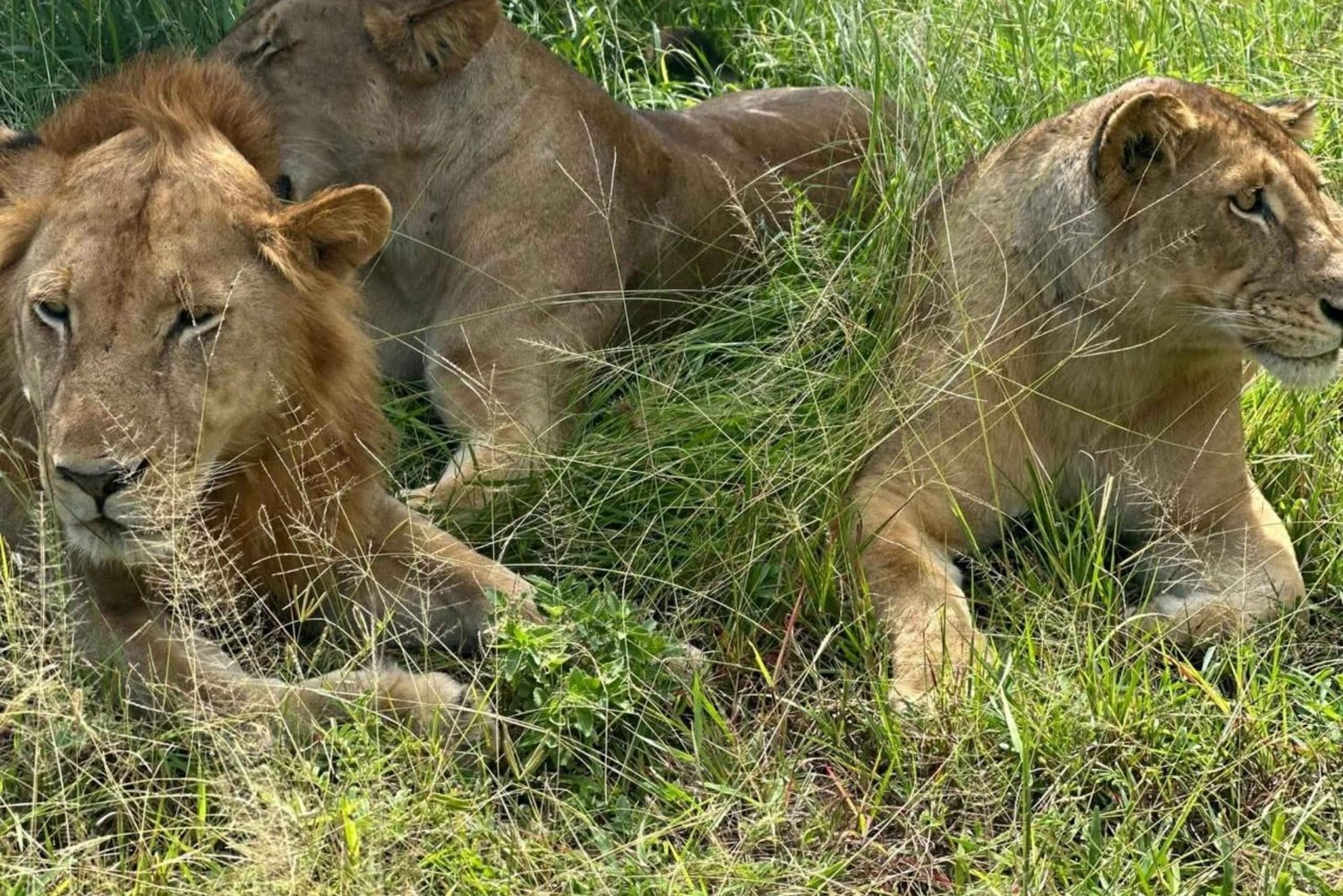 Zanzíbar: safari de un día en el Parque Nacional de Mikumi con vuelos