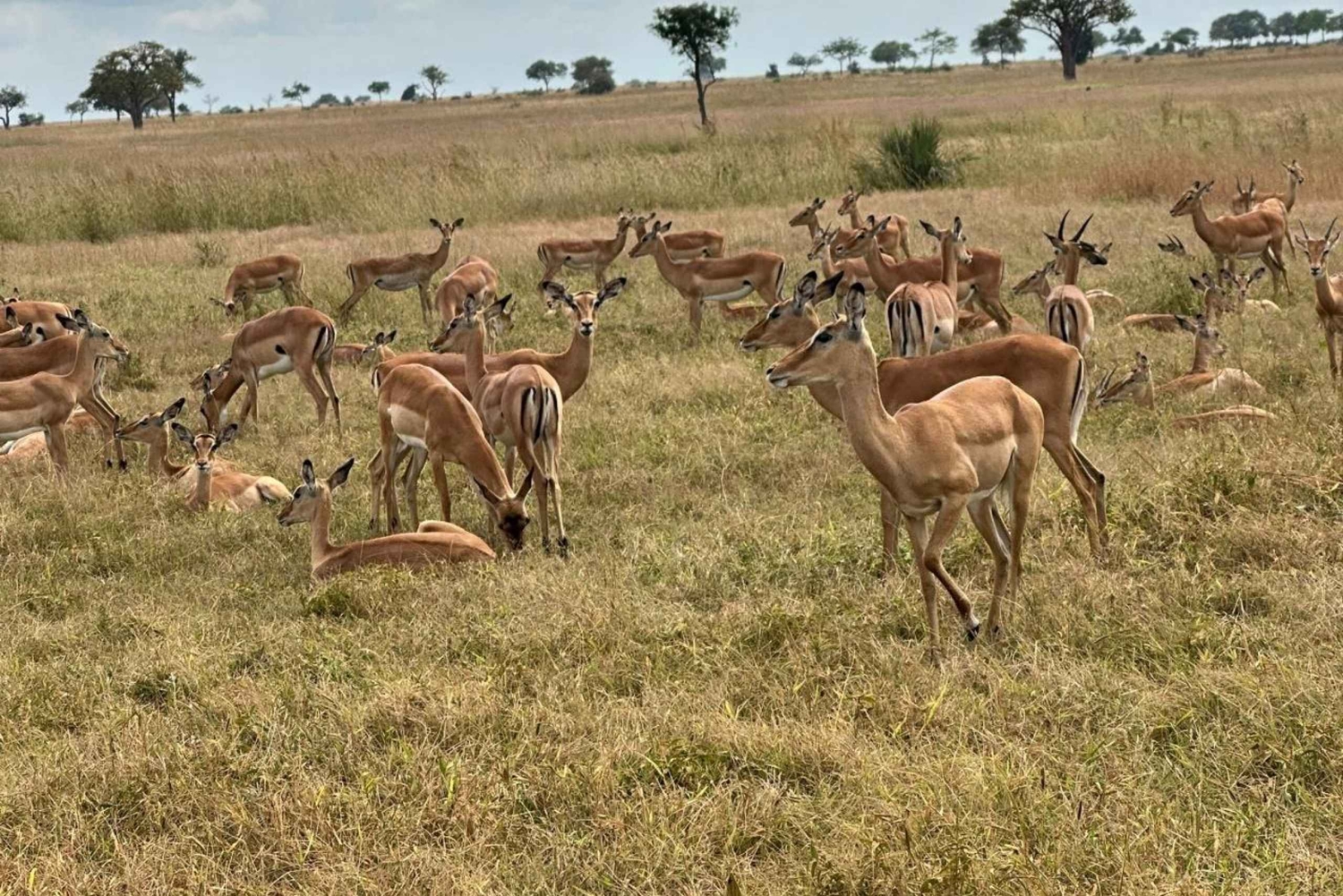 Zanzibar: safari di un giorno al Parco Nazionale di Mikumi con voli