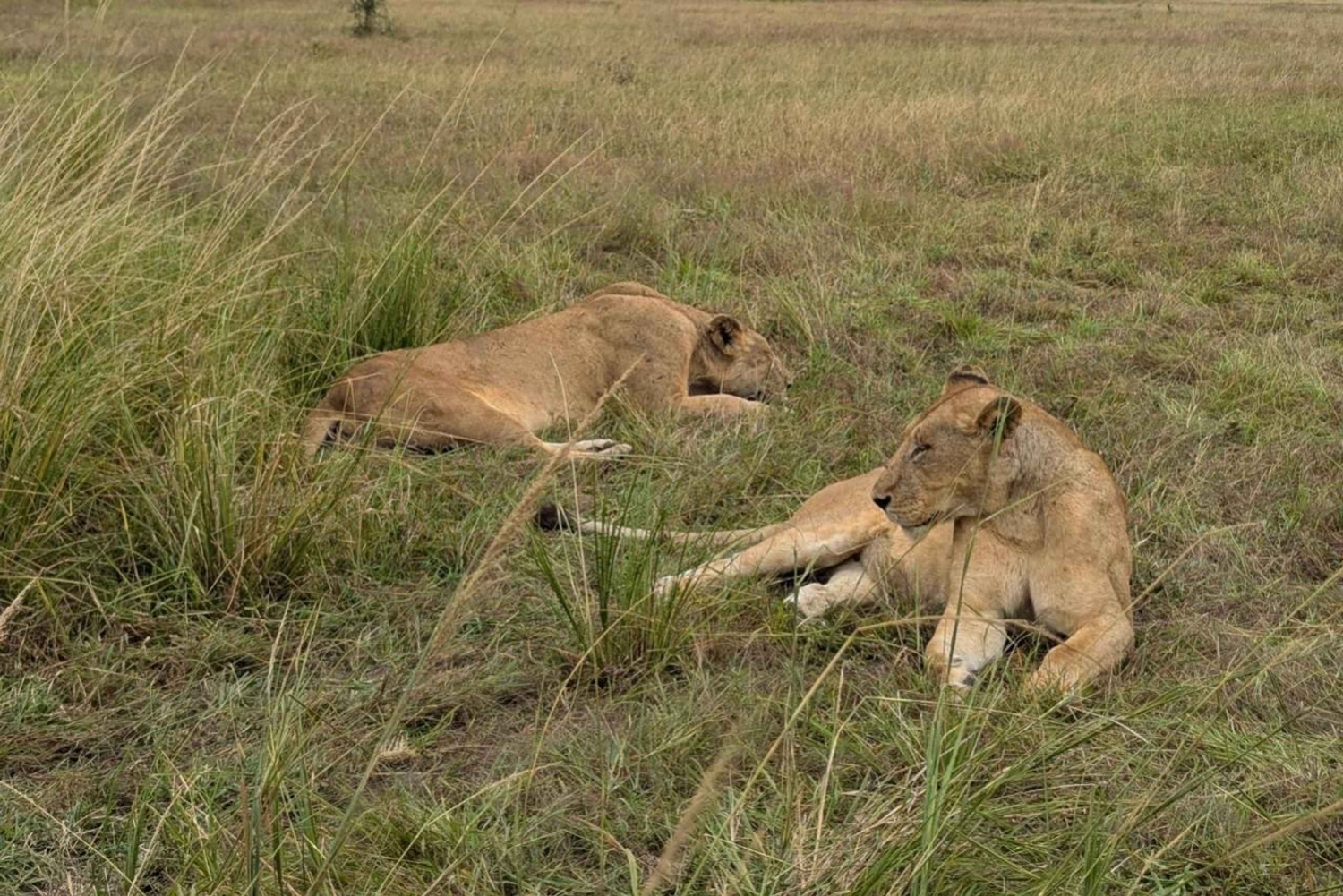 Zanzibar: safari di un giorno al Parco Nazionale di Mikumi con voli