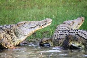 Zanzíbar: safari de un día en el Parque Nacional de Mikumi con vuelos