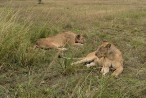 Zanzíbar: safari de un día en el Parque Nacional de Mikumi con vuelos