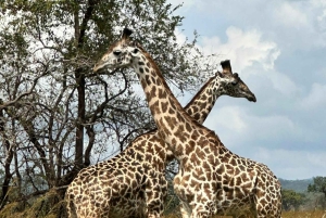 Zanzíbar: safari de un día en el Parque Nacional de Mikumi con vuelos