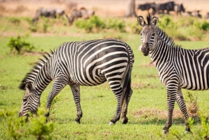 Zanzíbar: safari de un día en el Parque Nacional de Mikumi con vuelos