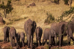 Zanzíbar: safari de un día en el Parque Nacional de Mikumi con vuelos