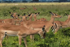 Zanzíbar: safari de un día en el Parque Nacional de Mikumi con vuelos