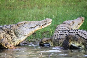 Zanzibar: safari di un giorno al Parco Nazionale di Mikumi con voli