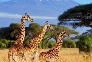 Zanzibar: safari di un giorno al Parco Nazionale di Mikumi con voli