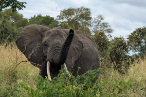 Zanzibar: safari di un giorno al Parco Nazionale di Mikumi con voli