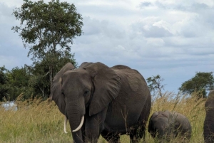 Zanzibar: safari di un giorno al Parco Nazionale di Mikumi con voli