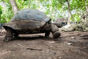 Zanzibar Day Prison Island, Nakupenda Sandbank met lunch