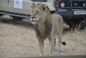 Excursion d'une journée à Zanzibar dans le parc national de Mikumi
