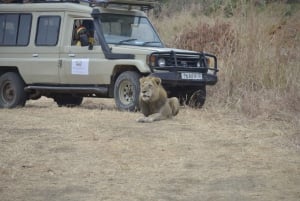Excursion d'une journée à Zanzibar dans le parc national de Mikumi