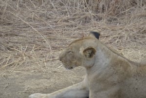 Excursion d'une journée à Zanzibar dans le parc national de Mikumi
