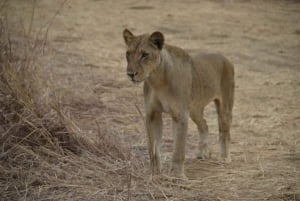 Excursion d'une journée à Zanzibar dans le parc national de Mikumi