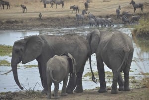 Excursion d'une journée à Zanzibar dans le parc national de Mikumi