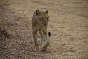 Excursion d'une journée à Zanzibar dans le parc national de Mikumi