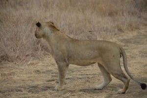 Excursion d'une journée à Zanzibar dans le parc national de Mikumi