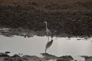Excursion d'une journée à Zanzibar dans le parc national de Mikumi