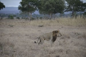 Excursion d'une journée à Zanzibar dans le parc national de Mikumi