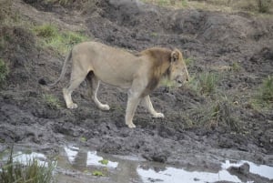 Excursion d'une journée à Zanzibar dans le parc national de Mikumi