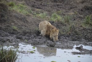 Excursion d'une journée à Zanzibar dans le parc national de Mikumi