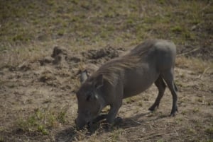 Excursion d'une journée à Zanzibar dans le parc national de Mikumi