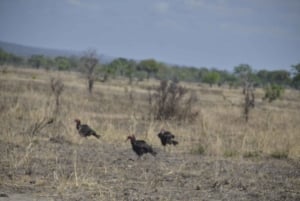 Excursion d'une journée à Zanzibar dans le parc national de Mikumi