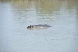 Excursion d'une journée à Zanzibar dans le parc national de Mikumi
