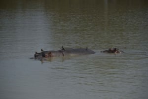 Excursion d'une journée à Zanzibar dans le parc national de Mikumi