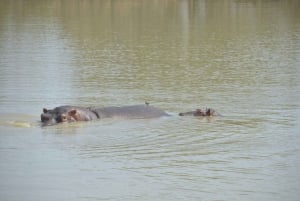 Excursion d'une journée à Zanzibar dans le parc national de Mikumi