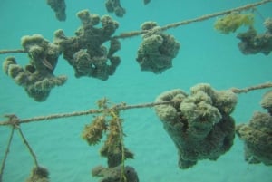 Zanzibar: Delfiner och snorklingsparadiset Mnemba Atoll