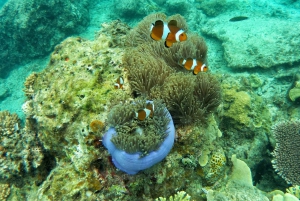 Zanzibar: Delfiner och snorklingsparadiset Mnemba Atoll