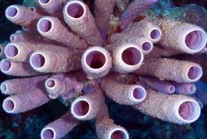 Zanzibar: Delfiner och snorklingsparadiset Mnemba Atoll