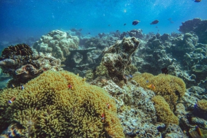 Zanzibar: Delfiner och snorklingsparadiset Mnemba Atoll