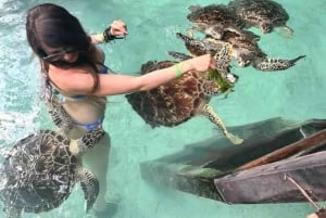Zanzibar: Upptäck Salaam-grottan och simma med vänliga sköldpaddor