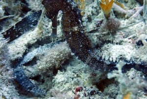 Zanzibar: scopri l'esperienza di immersione subacquea