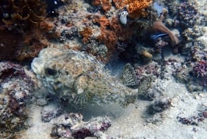 Zanzibar: scopri l'esperienza di immersione subacquea