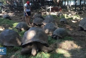 Île de Mnemba : nage avec les dauphins et plongée avec tuba, avec option déjeuner
