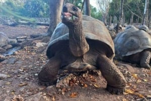 Île de Mnemba : nage avec les dauphins et plongée avec tuba, avec option déjeuner